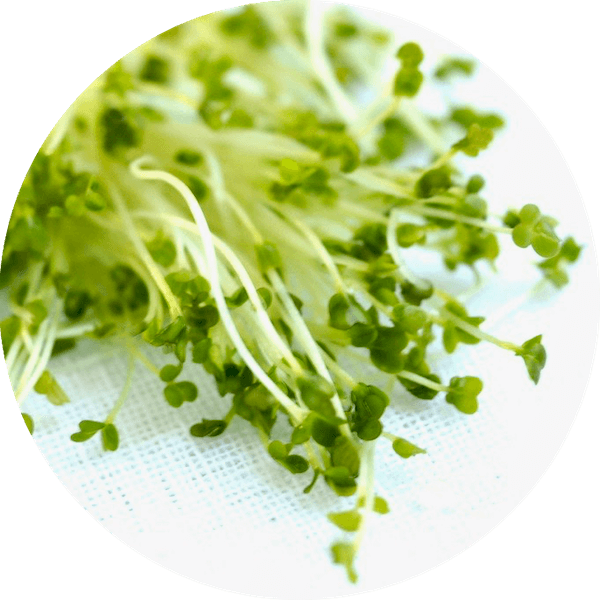 Økologiske broccolispirer FRISKE SPIRER Oekologiske broccolispirer FRISKE SPIRER