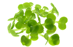 Oekologiske rucola spirer FRISKE SPIRER